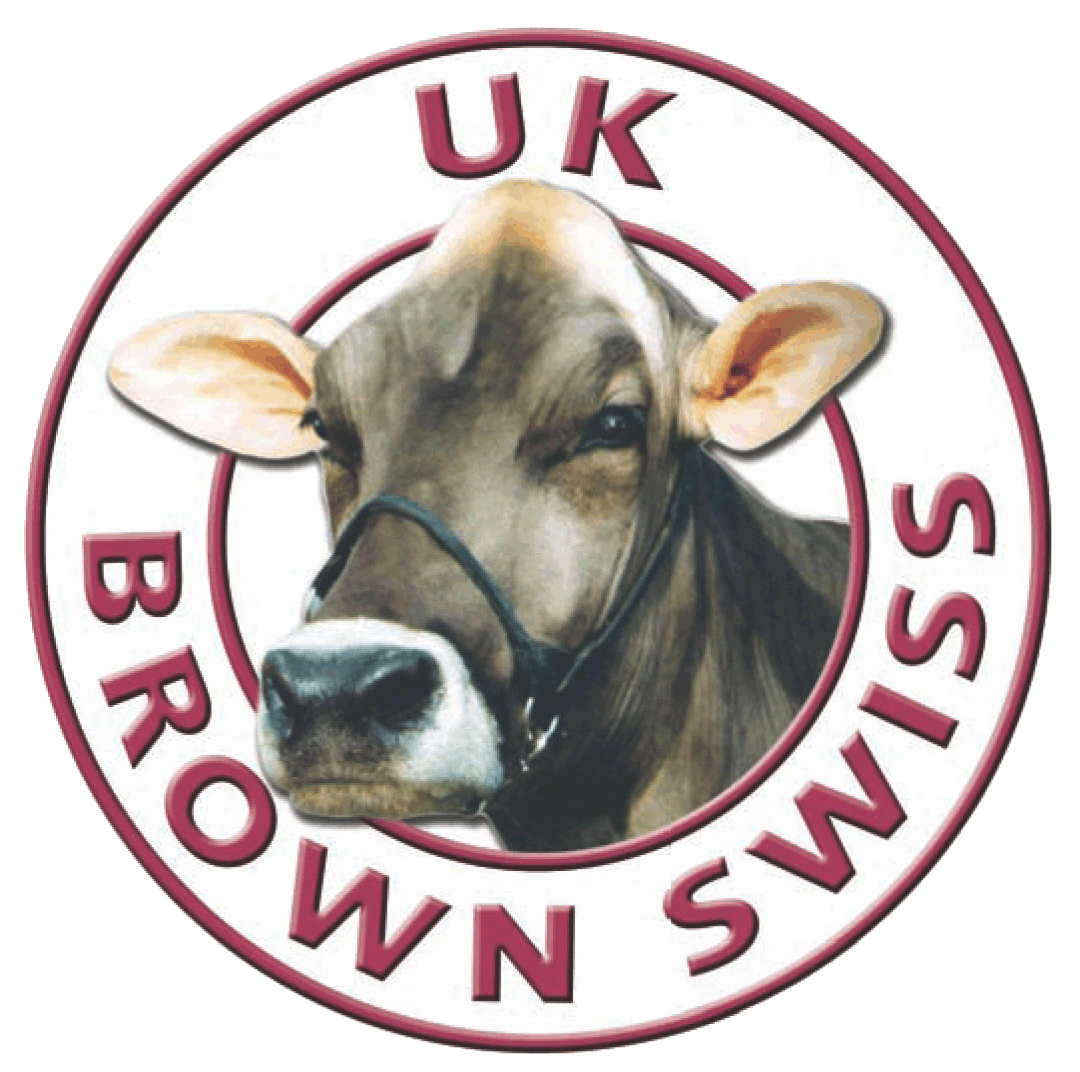 Brown Swiss