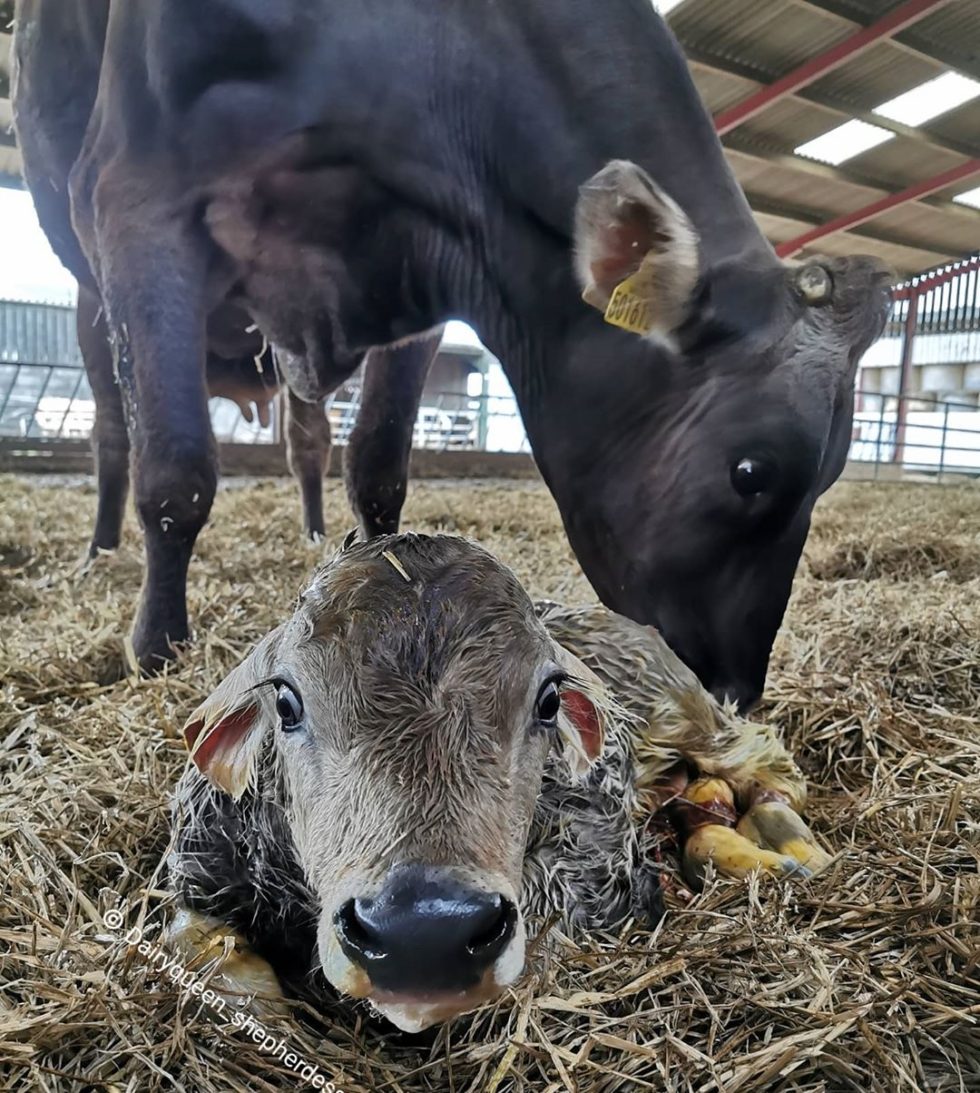 The Brown Swiss Breed Brown Swiss