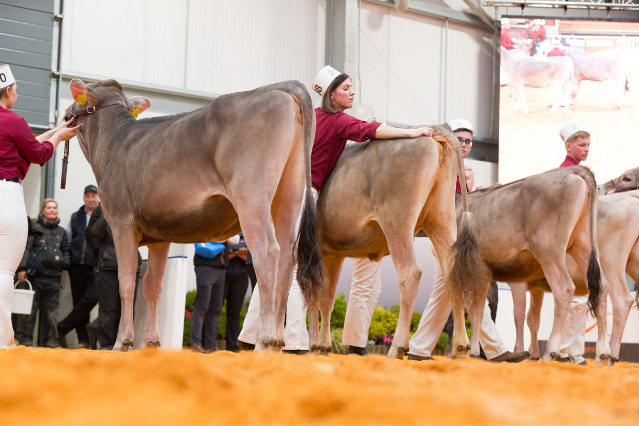 About Us Brown Swiss About Us Brown Swiss