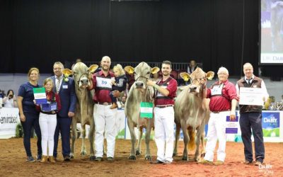 2021 Brown Swiss National Show Results from UK Dairy Day