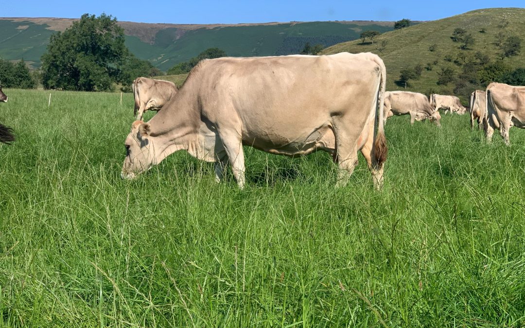 SUPER PEDIGREES ON OFFER AT THE FARRICK DISPERSAL