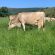 SUPER PEDIGREES ON OFFER AT THE FARRICK DISPERSAL