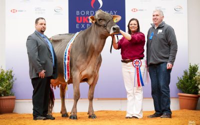 Noted Line Up of Brown Swiss Cattle Entries to compete in the 2024 Borderway UK Dairy Expo