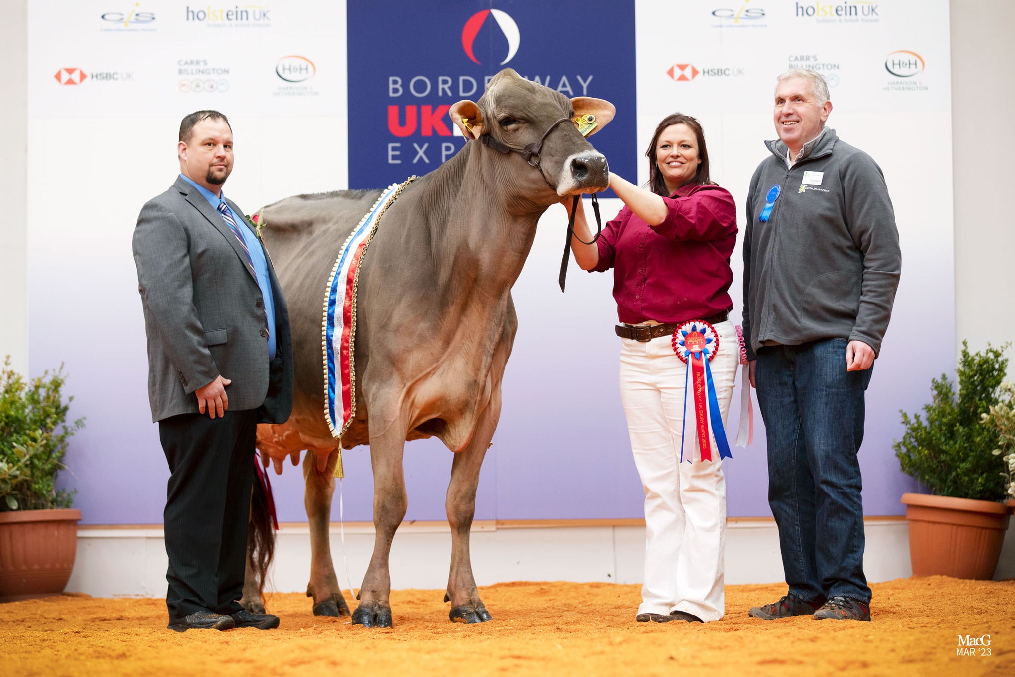 Noted Line Up of Brown Swiss Cattle Entries to compete in the 2024 Borderway UK Dairy Expo